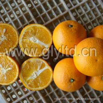 Chino exportado Estándar Fresh Valencia Orange